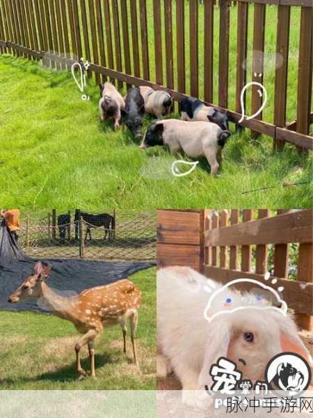 动物大作战Animals.io，萌宠竞技，乐趣无限的io手游新体验
