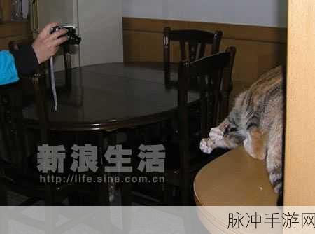 揭秘娱乐圈，我在狗仔偷拍大冒险手游中的非凡体验