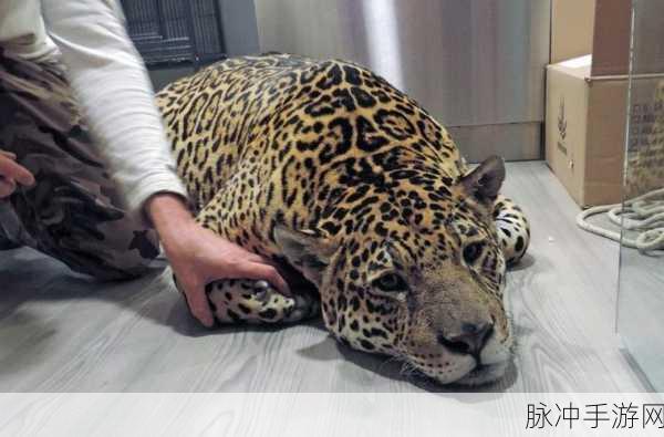 探秘自然法则，模拟猎豹安卓版深度攻略