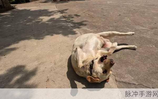 猪了个猪破解版风靡一时，深度解析这款淘汰赛消除游戏的魅力与攻略