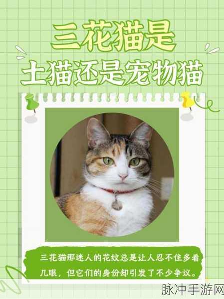 猫语花香下载，探索猫咪世界的卡通休闲之旅