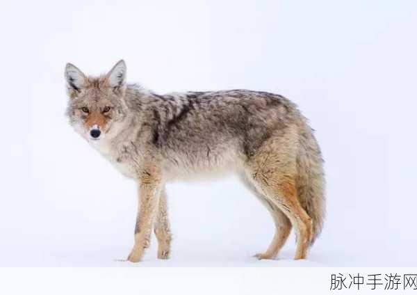 狼The Wolf安卓版下载，探索狼的丛林冒险之旅