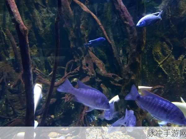 美味深海，经典海洋吞噬之旅的游戏攻略与下载指南