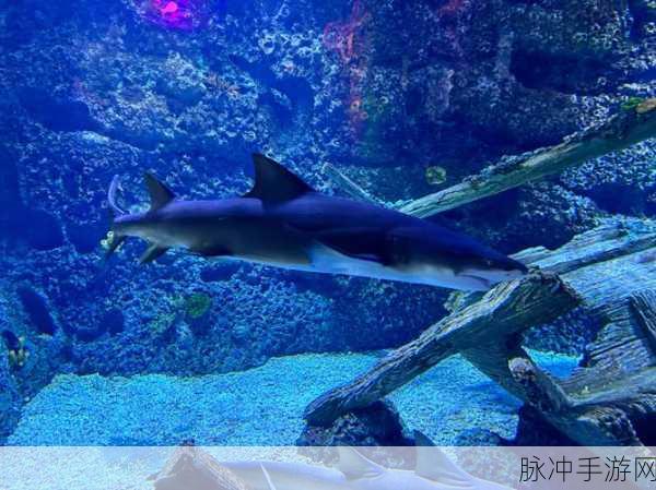 探索未知深海，尽在拉跳海底冒险手游下载——开启你的奇妙海底之旅