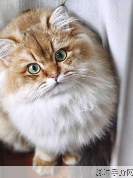 会飞的猫下载，Q萌小喵跳跃主题的极致动作休闲体验