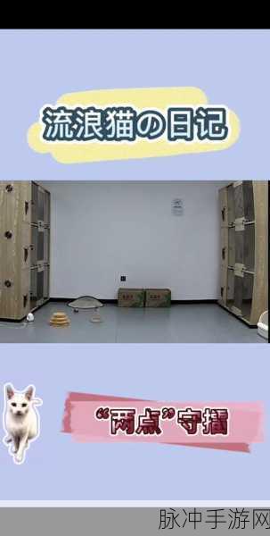萌宠养成新体验，驯服一只流浪猫游戏下载全攻略