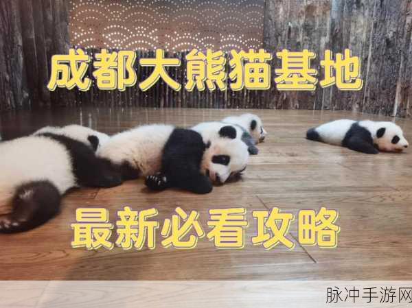 熊猫爱旅游正版红包版下载全攻略，掌心科技的消除之旅