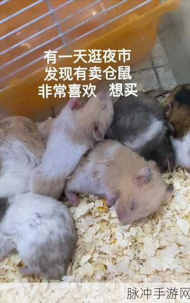 深夜仓鼠酒吧，萌宠经营，清新休闲之旅