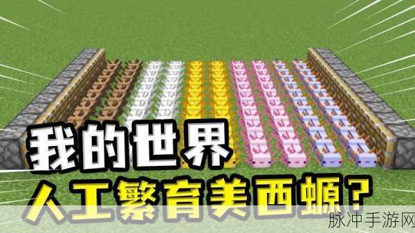我的世界手游，美西螈与史莱姆的养殖秘籍