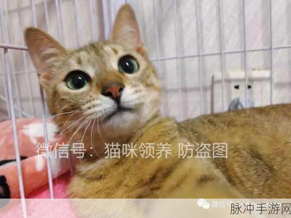 喵星保卫战，深入有时猫会大战下载攻略