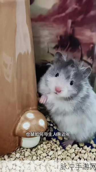 仓鼠圆滚滚Hamcorollin，萌系蒙古模拟养成新体验