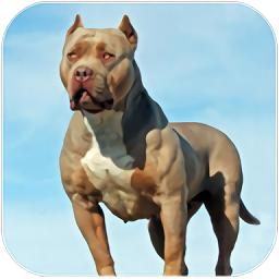 探索虚拟犬界，模拟狗生安卓版下载全攻略