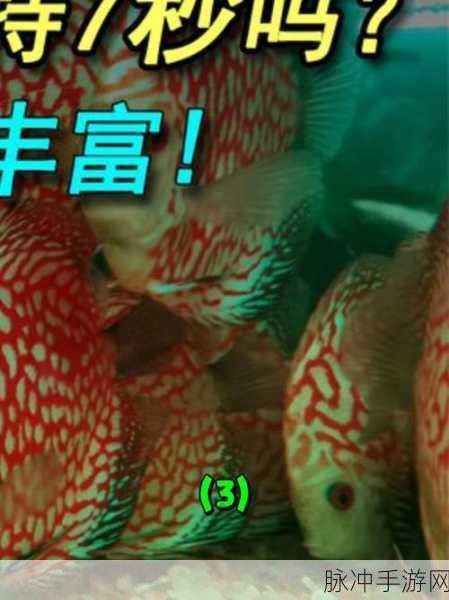 小森生活鱼类全揭秘，种类与位置大汇总
