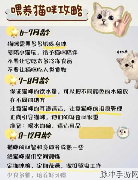 小森生活领养猫咪全攻略