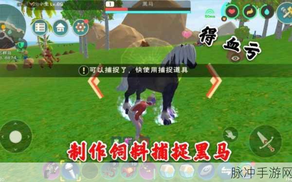 创造与魔法，黑马饲料大揭秘，助你轻松驯服