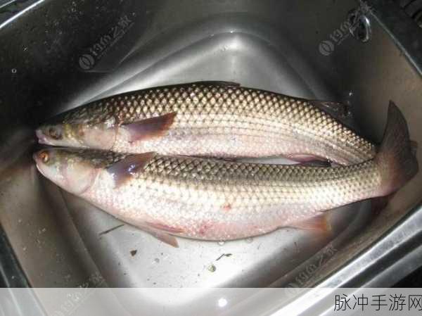 龙之谷 2 钓鱼秘籍，技巧与稀有鱼种大揭秘