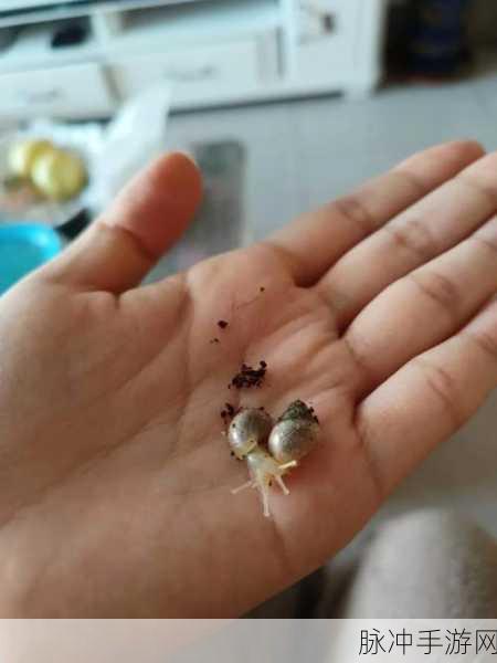 最强蜗牛红龙蛋的神奇用途与攻略秘籍