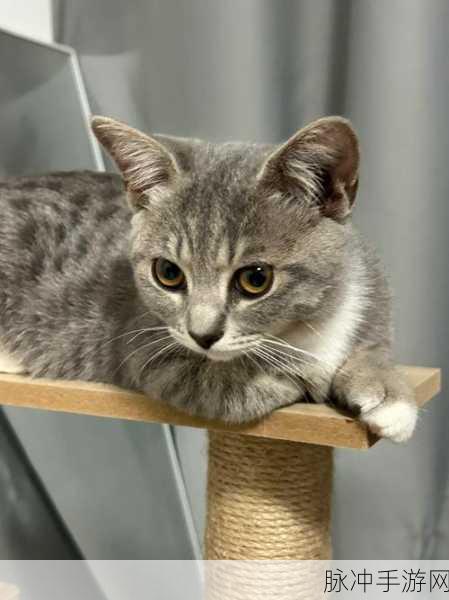 小森生活领养第二只猫的全方位指南