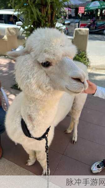 动物餐厅羊驼解锁全攻略