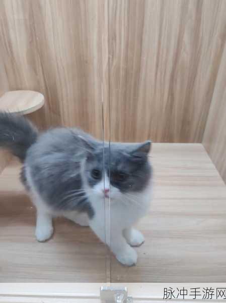 喵与筑猫咪寻宝玩法大揭秘 萌趣无限