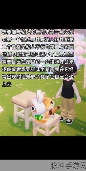 心动小镇养猫秘籍大公开