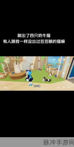 心动小镇养猫全攻略，让猫咪成为你的贴心伙伴