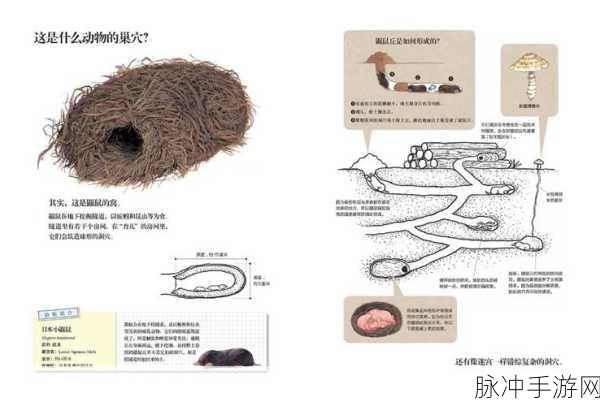 成土市的我第三章通关秘籍大揭秘