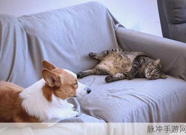玩转动脑我最牛 让猫成功吃鱼秘籍大公开