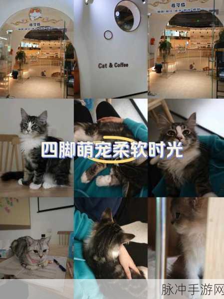 纸萌猫乐园店员属性全解析，助你称霸乐园