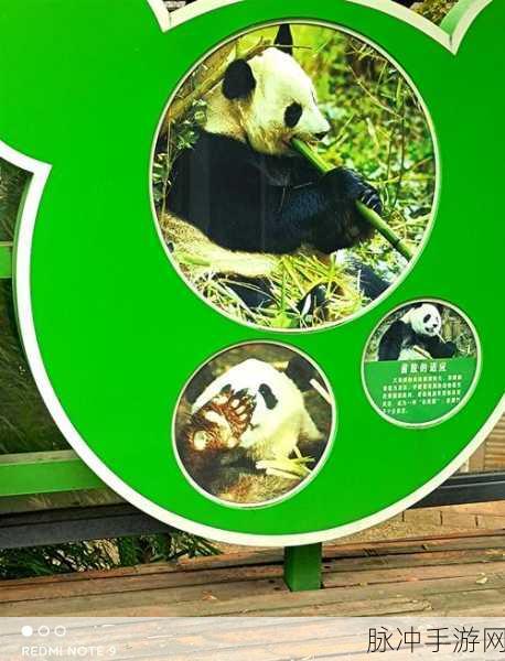 我的世界熊猫的奇妙用途全解析