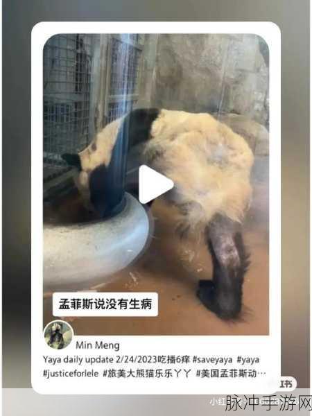 深度剖析我的勇者熊猫胖强强度之谜