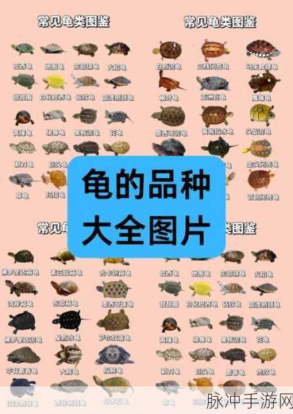 口袋妖怪手游龟类宝可梦全解析