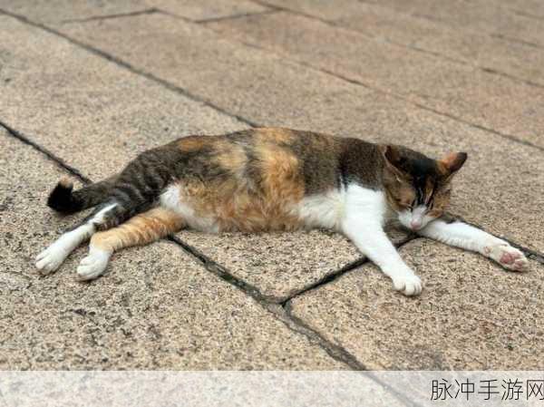 小猫咪大城市找到变色龙成就通关秘籍