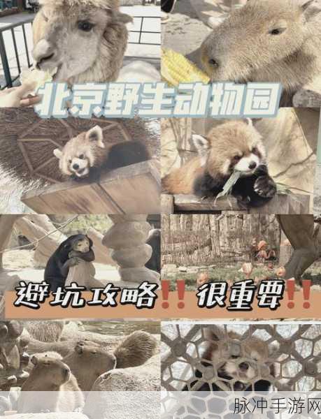 因果动物园隐藏动物解锁秘籍大公开