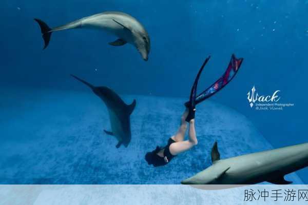 功夫宠物中红海豚合成秘籍大揭秘