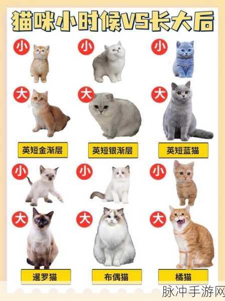小猫咪大城市，动物伙伴地点全揭秘