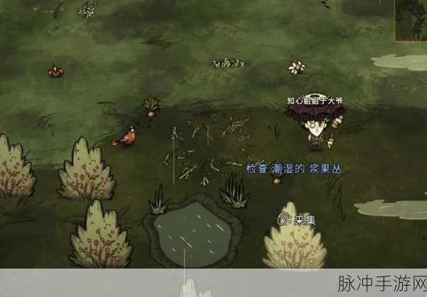 饥荒新家园，神秘小鸭子的全方位解析
