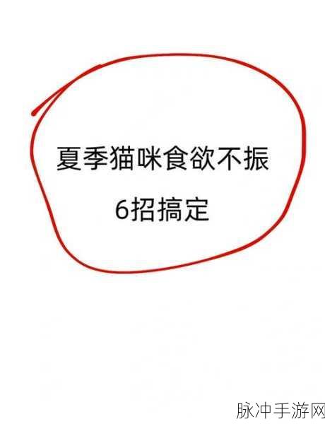 小森生活猫咪拒食？这些方法帮你解决