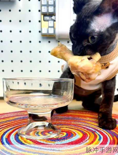 小森生活猫咪拒食？这些方法帮你解决