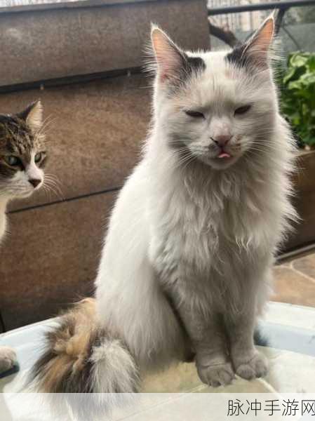 猫猫狗狗冰淇淋全攻略秘籍大揭秘