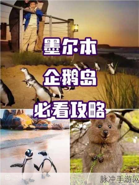 企鹅岛最新版游戏畅玩全攻略