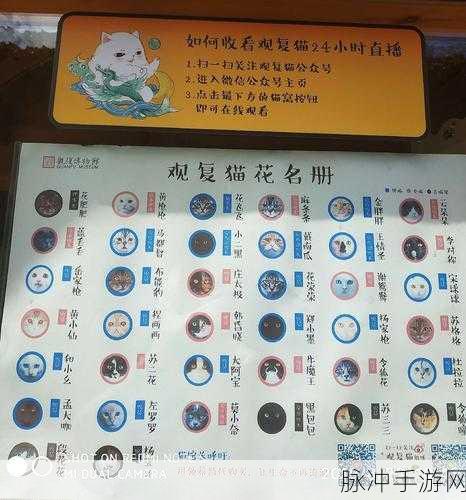 猫博物馆通关秘籍，第一关详细攻略指南