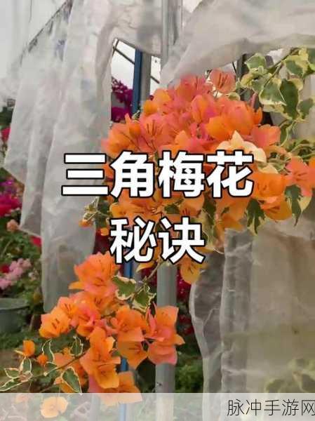 文字玩出花救醒美女通关秘籍大揭秘