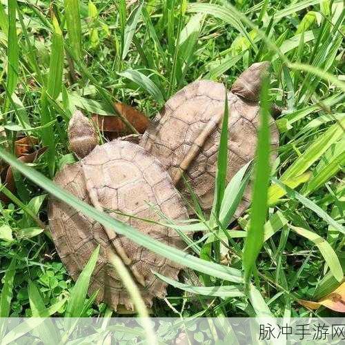 泰拉瑞亚巨型陆龟位置全解析