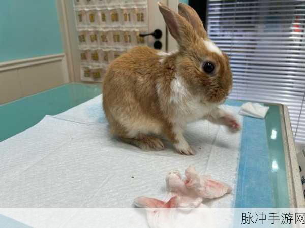 烈火如歌，宠物兔子获取秘籍大公开