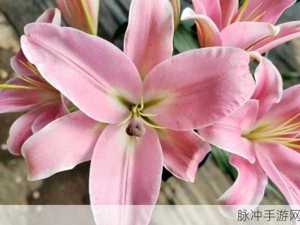 桃源深处有人家粉色百合花获取全攻略