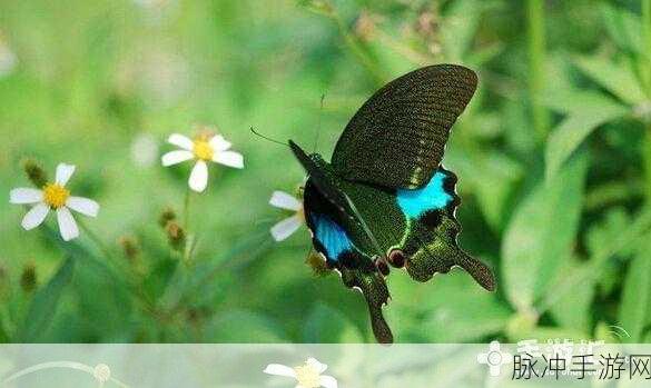 阴阳师管狐信物图片全览及深度解析