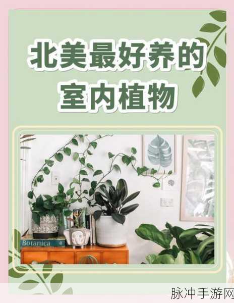 手游植物室内养殖秘籍，哪种植物是最佳选择