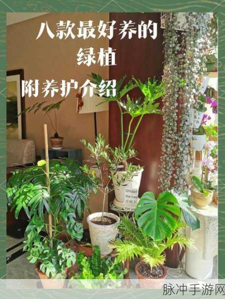 手游植物室内养殖秘籍，哪种植物是最佳选择