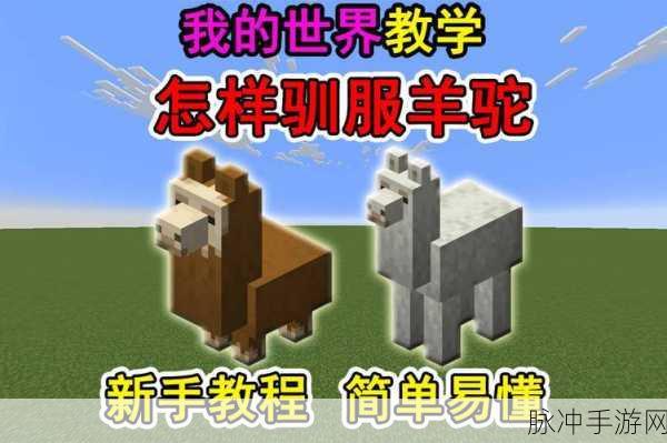 我的世界手游羊驼繁殖全攻略